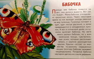 День бабочек День бабочек.